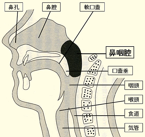 扁桃病巣感染二次疾患と考えられている疾患